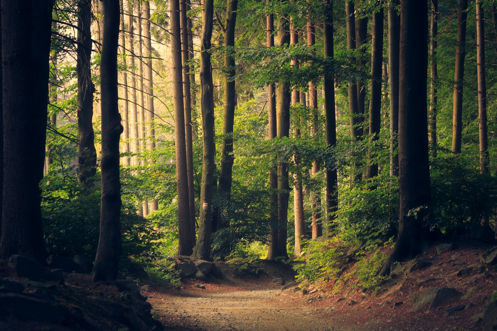 Sunlit forest